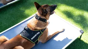 K9 Pro™ Dog Harness